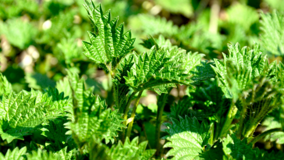 Health benefits of nettle tea