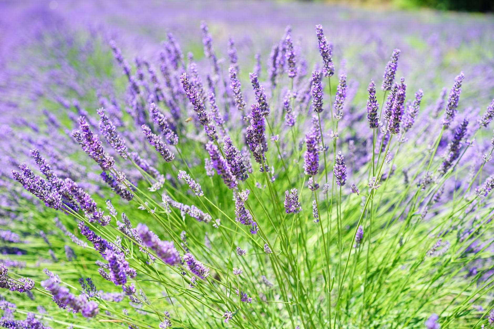 Close up picture of lavender flowers 